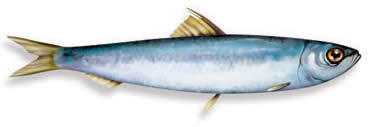 sardine